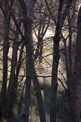 早朝の森。光に輝く靄、木々のシルエット。