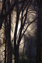 早朝の森。光に輝く靄、木々のシルエット。
