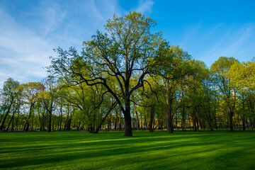 Fototapeta na wymiar Beautiful morning light in public park with green grass field and green fresh tree plant.