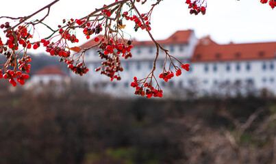 Tree with rowan berries in autumn or winter, shallow focus.Autumn branches with red berries on a background of the old city with tiled roofs. Autumn landscape. Autumn tree background.