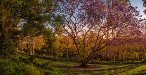 Flowering Jacaranda Panorama on a Golden Afternoon
