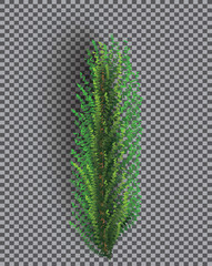 Fir Branch. Christmas Tree. Pine Sprig on Transparent Grid Background.