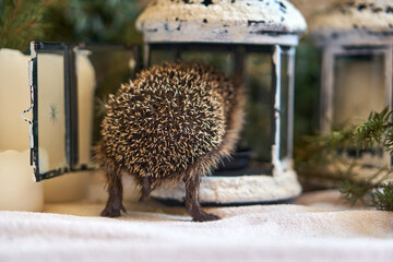 Little hedgehog butt for Christmas. The hedgehog climbed into the lantern. The animal's tail turned back. High quality photo