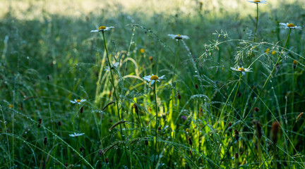 Abstract spring background or summer background with fresh grass and shining dew.