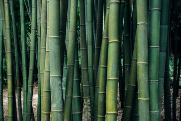 Closeup shot of bamboo trees