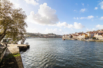 Tree on the banks of the Douro River in the city of Portugal