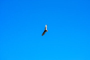 A Turkey Vulture Flying Through a Clear Blue Sky