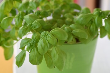 basil plants ocimum basilicum growing potted outdoor