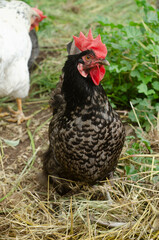curious hen