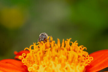 Bee Close up beautiful macro