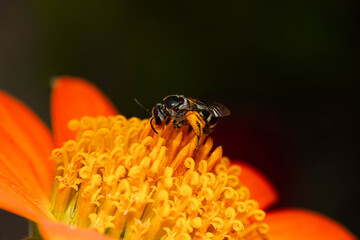 Bee Close up