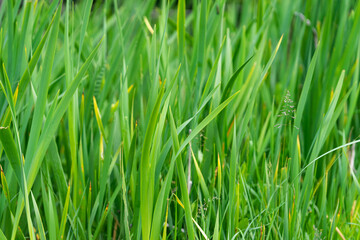 Fototapeta na wymiar Vibrant fresh looking green grass