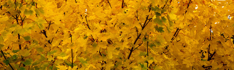 yellow and orange autumn leaves
