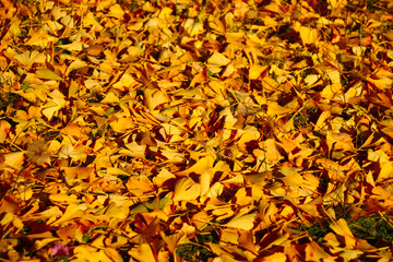 ginkgoblätter am boden