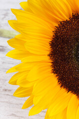 Beautiful and vibrant yellow sunflower on rustic board. Decoration and summer time