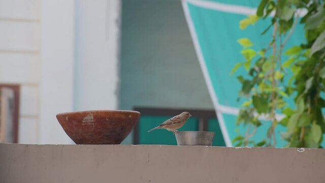 footage of indian little sparrow eating bread from a steel bowl