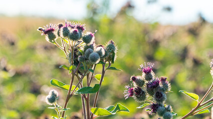 thickets of big burdock Big Burdock