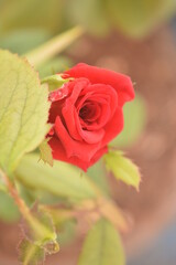 Obraz premium Red Rose - The Beauty