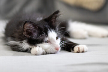 Black and white kitten sleeping