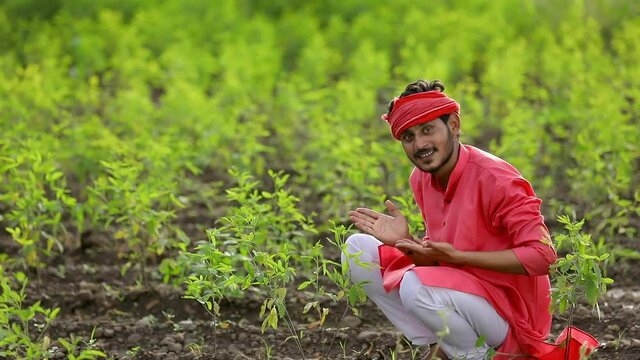 Young indian farmer at green pigeon pea field