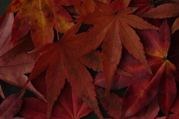 紅葉の背景素材