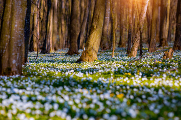 Fantastic forest with fresh flowers in the sunlight. Early spring time is the moment for wood anemone.
