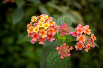 Beautiful flowering plant called Lantana camara (common lantana) along the road side in India