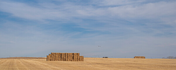Bales of hay on a farm field in Fall