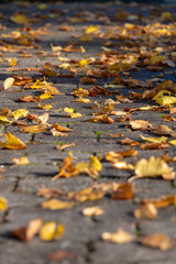 stone cube pavement covered with autumn leaves