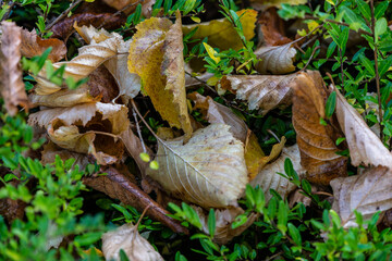 colorful autumn background, fallen colorful leaves on a background of green, autumn bushes