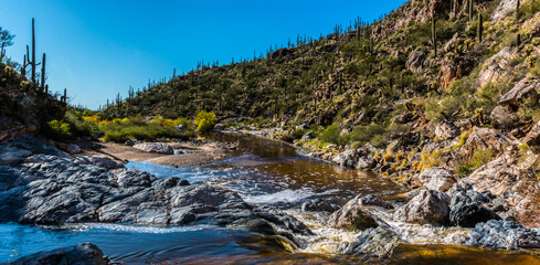 Lower Tonque Verde Canyon, Rincon Mountain District, Saguaro National Park, Arizona, USA