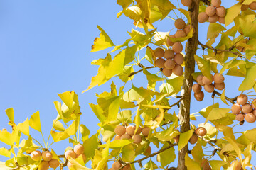 秩父ミューズパークの銀杏