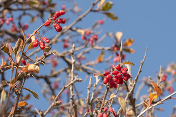 Barberry fruits on a branch