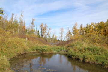 Fototapeta na wymiar Edge Of The Pond, Elk Island National Park, Alberta