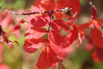 Beauty Of Autumn, Elk Island National Park, Alberta