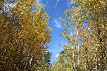 Looking Up At Autumn, Elk Island National Park, Alberta