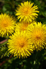 咲き乱れるタンポポ