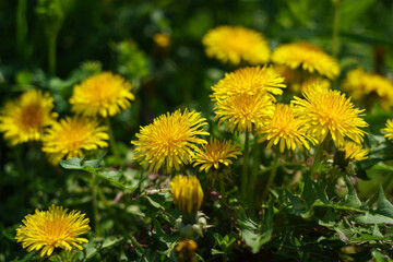 咲き乱れるタンポポ