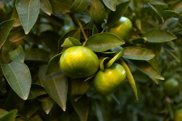 Green sweet tangerines tree. Citrus green branch background. Mandarin leaves.