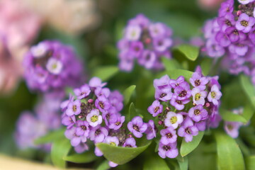 スイートアリッサムのムラサキ色の花