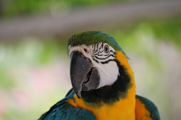 オウムが喋りかけてくれた。