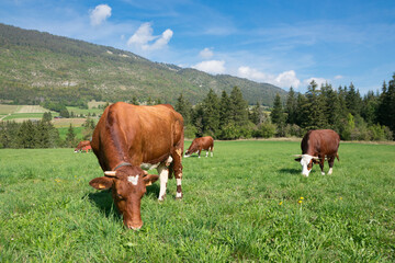 Fototapeta na wymiar lans-en-vercors vaches abondance