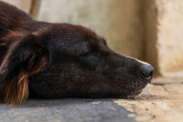 Black dog sleeping wtih closed eyes