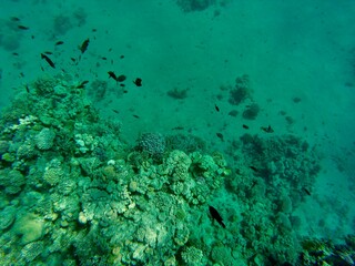 coral reef in aquarium