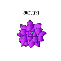 Fototapeta premium realistic vector illustration of a purple succulent plant Echeveria , top view