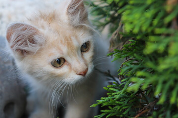 light fluffy kitten playing in the bushes of the Christmas tree close-up