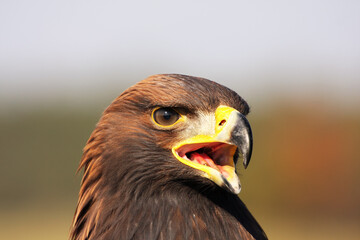 Detail of head of golden eagle (Aquila chrysaetos) with open beak