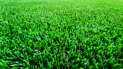 Obraz premium green grass background