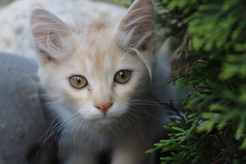white fluffy kitten playing under the Christmas tree close up