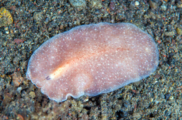 Fototapeta na wymiar Sea Flatworm - macro underwater world of Tulamben, Bali, Indonesia.